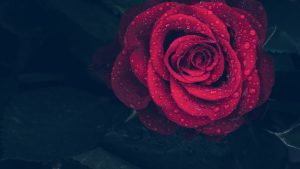Comment prendre soin des fleurs fraîches coupées ?