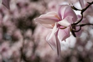Arbres d’ornements et fruitiers : les bonnes raisons d’en planter dans le jardin