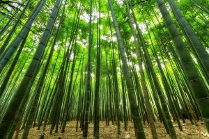 Pourquoi le bambou est la solution miracle pour un jardin écologique ?