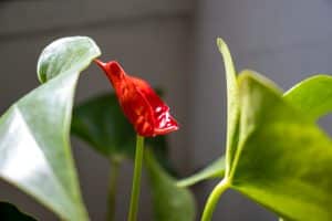 Connaissez-vous les 10 plantes rares qui vont transformer votre jardin en paradis exotique ?