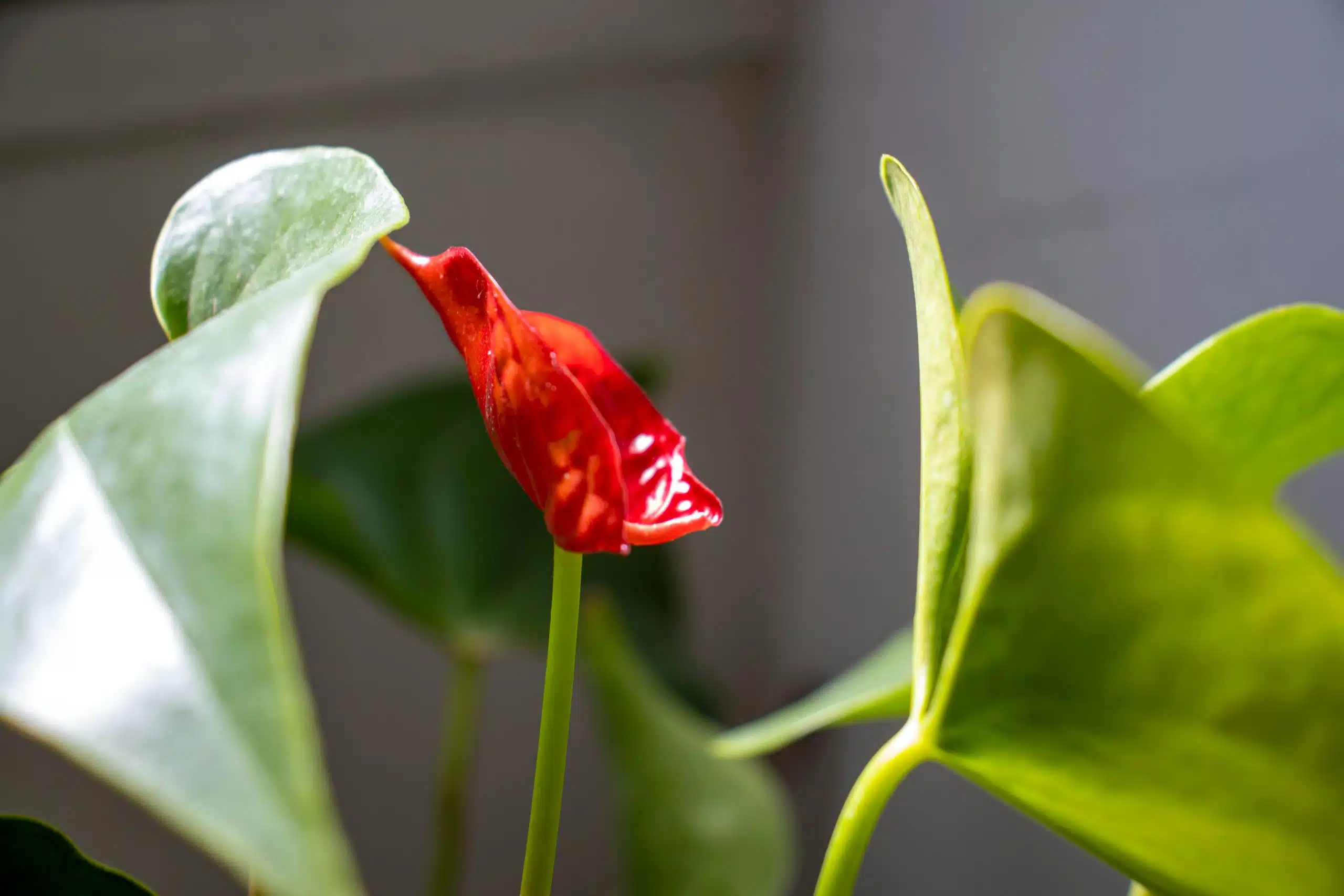 découvrez une sélection de plantes rares et originales pour apporter une touche d'exotisme à votre jardin ou intérieur.