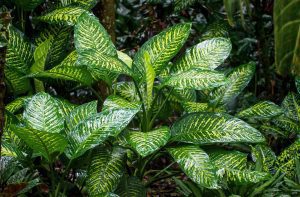 Quelles plantes d’été peuvent transformer votre jardin en un paradis tropical ?