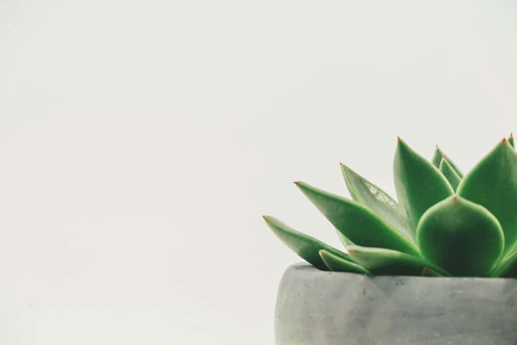 découvrez une large sélection de plantes pour votre jardin ou votre intérieur. trouvez des plantes d'intérieur, des plantes aromatiques, des plantes fleuries et plus encore.