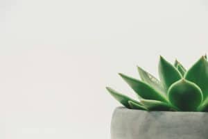 Quelles sont les plantes incontournables à ajouter à votre jardin ce printemps ?