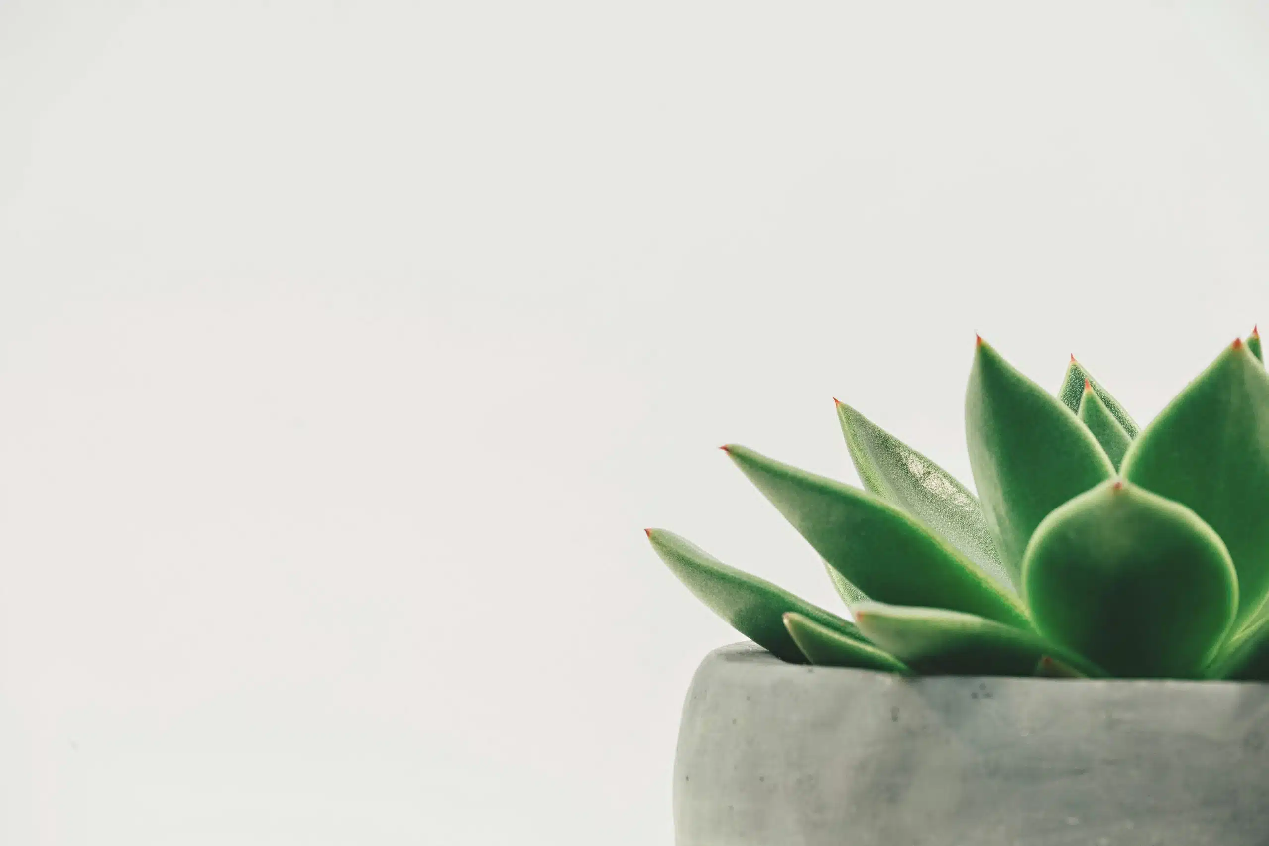 découvrez une large sélection de plantes pour votre jardin ou votre intérieur. trouvez des plantes d'intérieur, des plantes aromatiques, des plantes fleuries et plus encore.