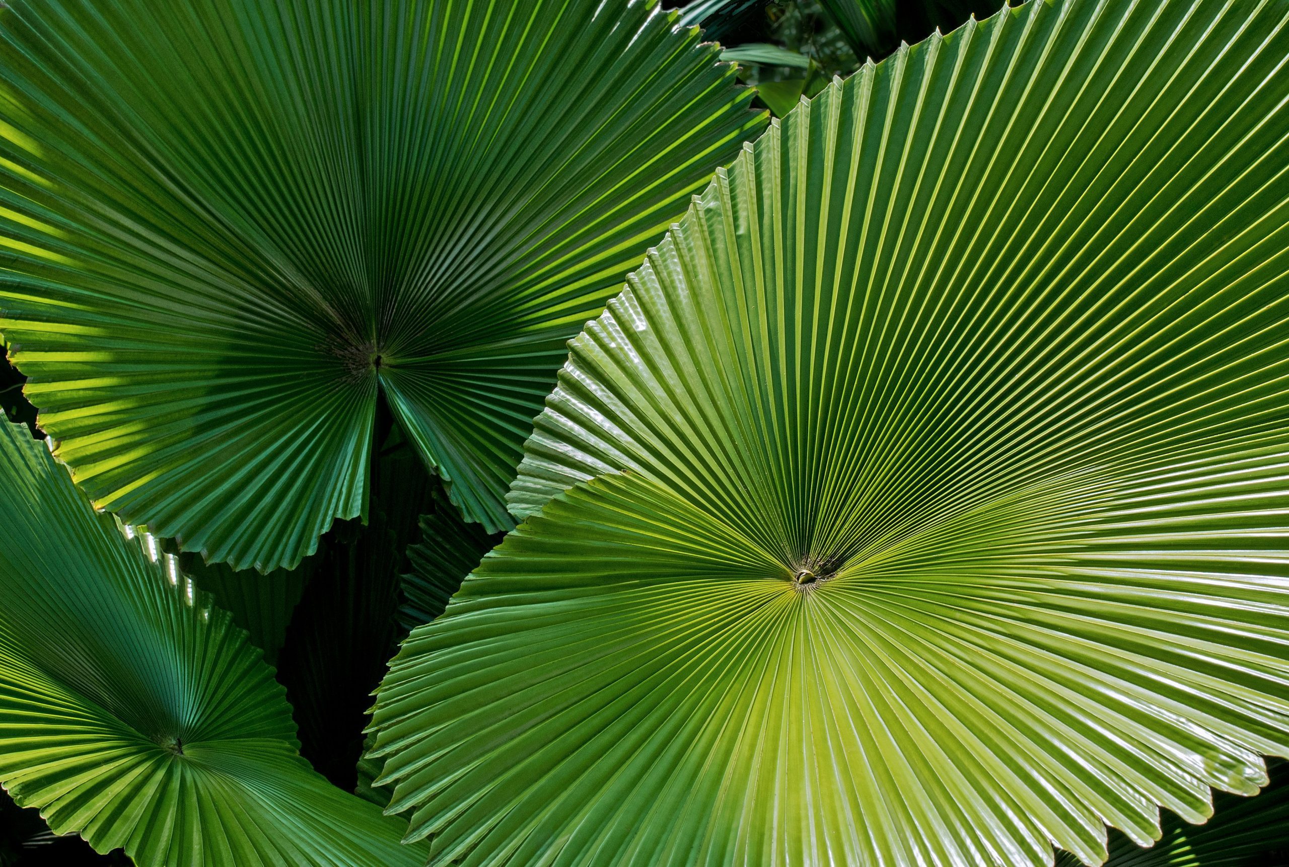 découvrez une magnifique sélection de plantes tropicales pour apporter une touche exotique à votre intérieur ou votre jardin. trouvez des plantes aux couleurs vives et aux formes fascinantes.