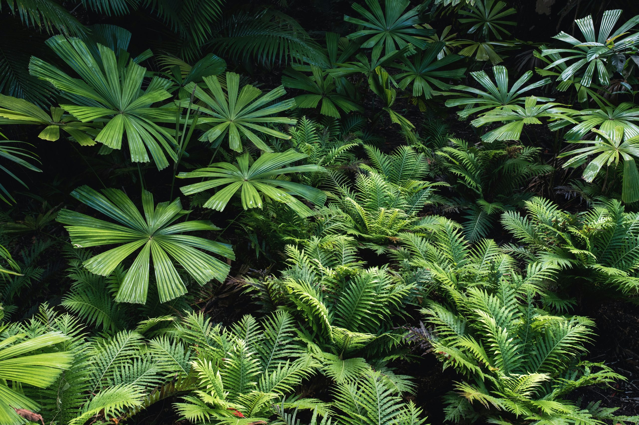 découvrez notre sélection de plantes tropicales pour apporter une touche exotique à votre intérieur ou votre jardin. trouvez des plantes luxuriantes et colorées pour créer un coin de paradis chez vous.